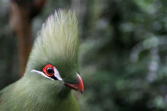 Birds of Eden Monkeyland Garden Route