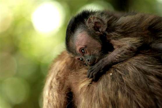 Birds of eden monkeyland baby monkey