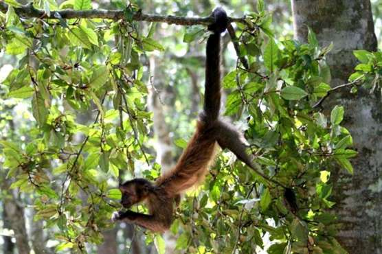 Monkeyland Birds of Eden