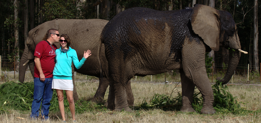 Knysna Elephant Park