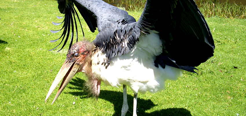 Animal Sanctuary Plettenberg Bay