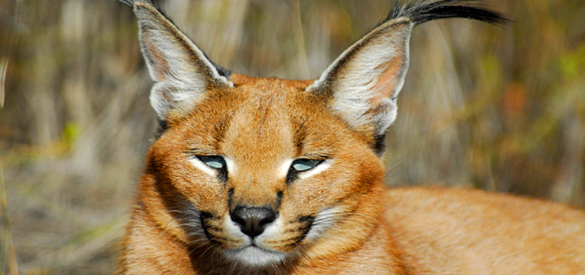 See Wild Cats Garden Route2