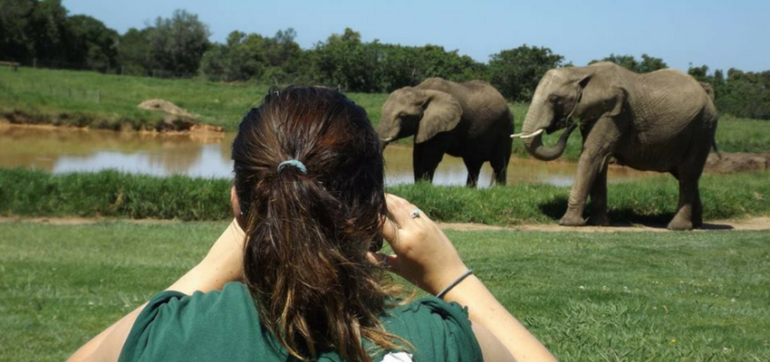 Volunteer with elephants South Africa