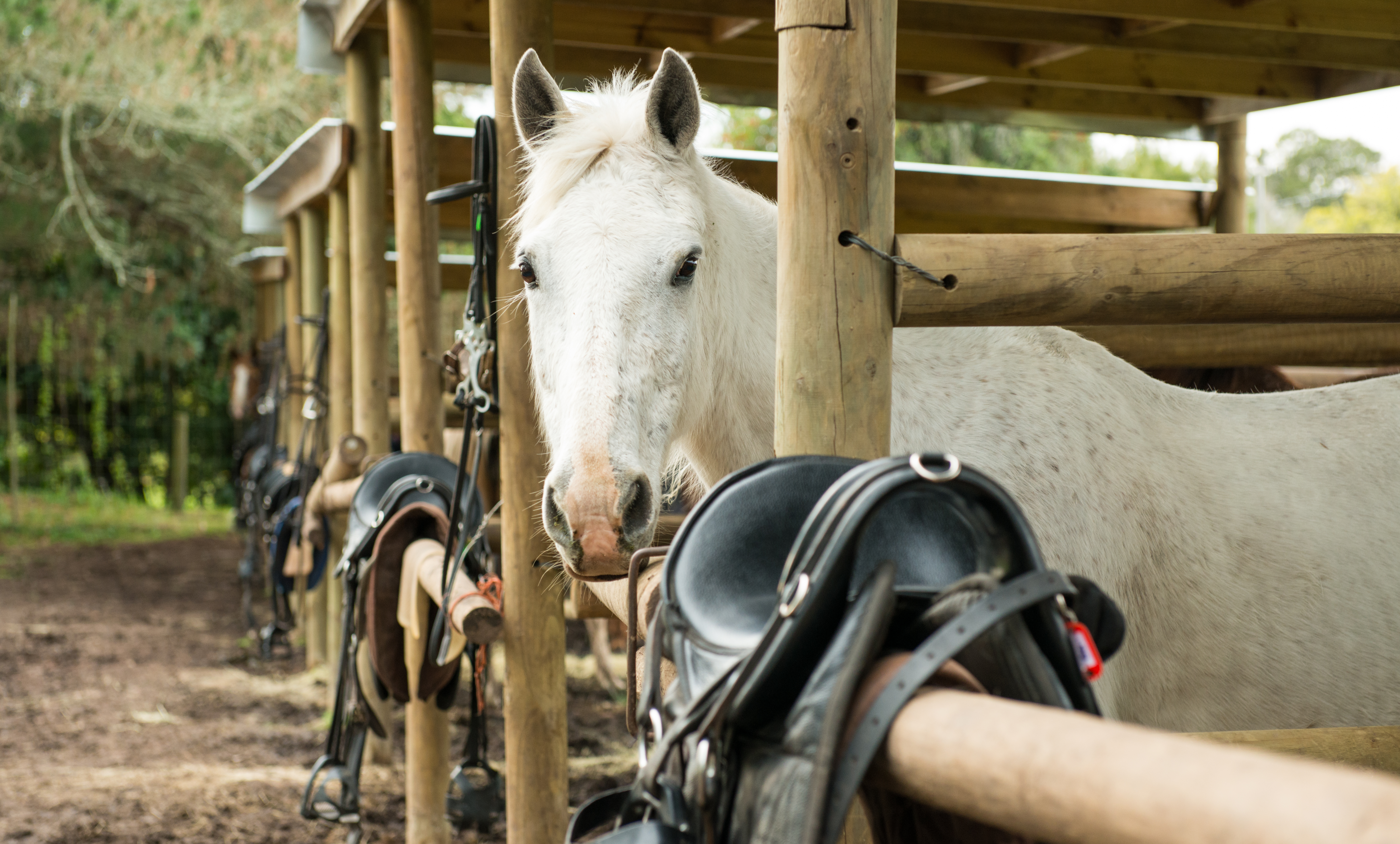 Hog Hollow Horse Trails Sprite Feedstalls2