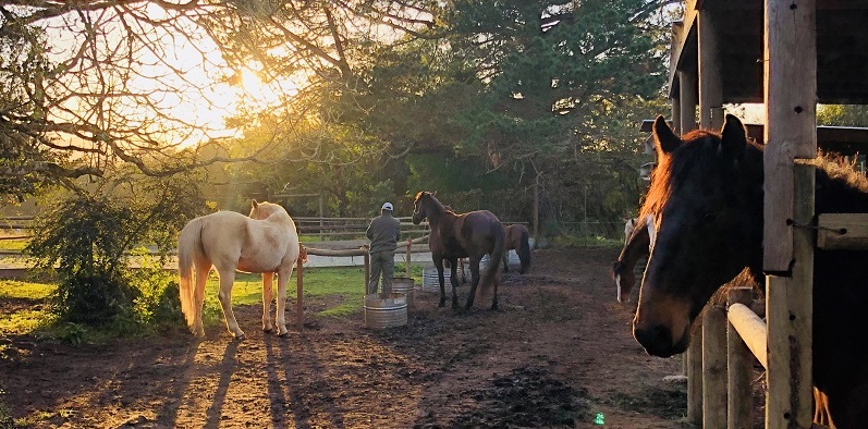 Hog Hollow Horse Trails Yard Sunrise3