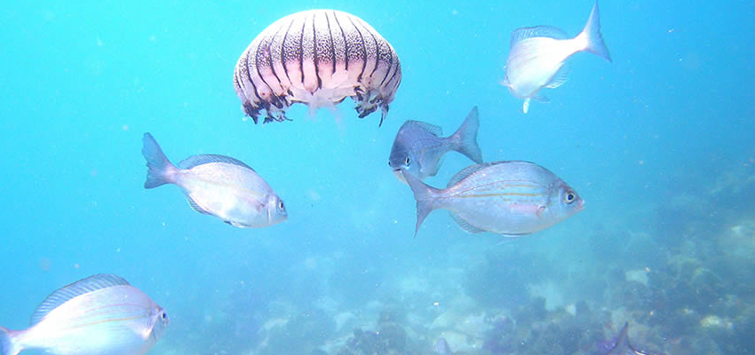 Snorkelling Plettenberg Bay