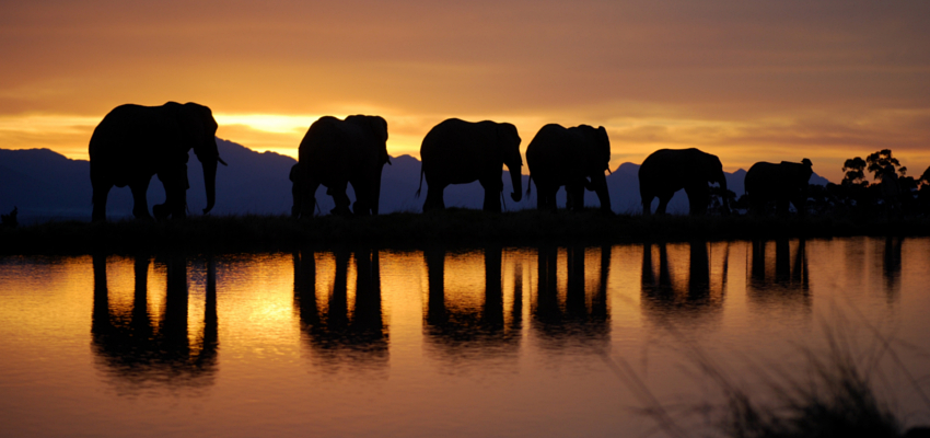 Teambuilding with Elephants Knysna