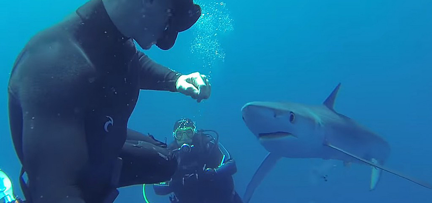 Free Diving With Sharks South Africa