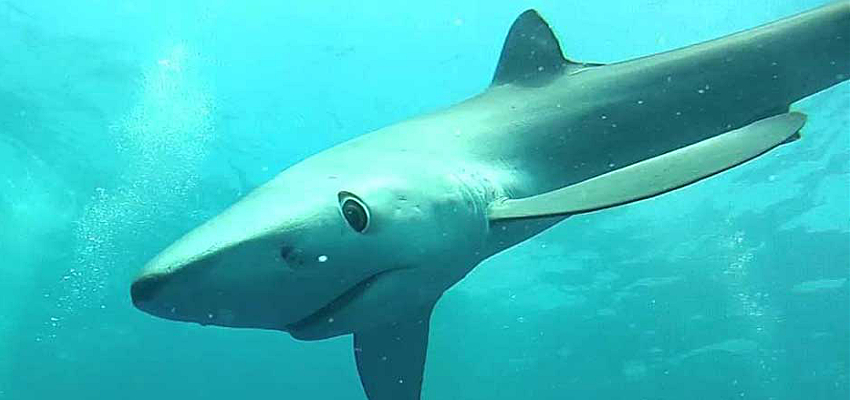 Plettenberg Bay Shark Swimming