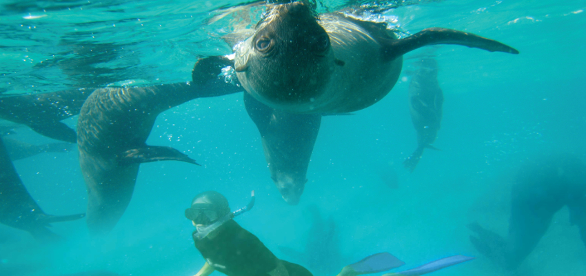 Seal Diving South Africa