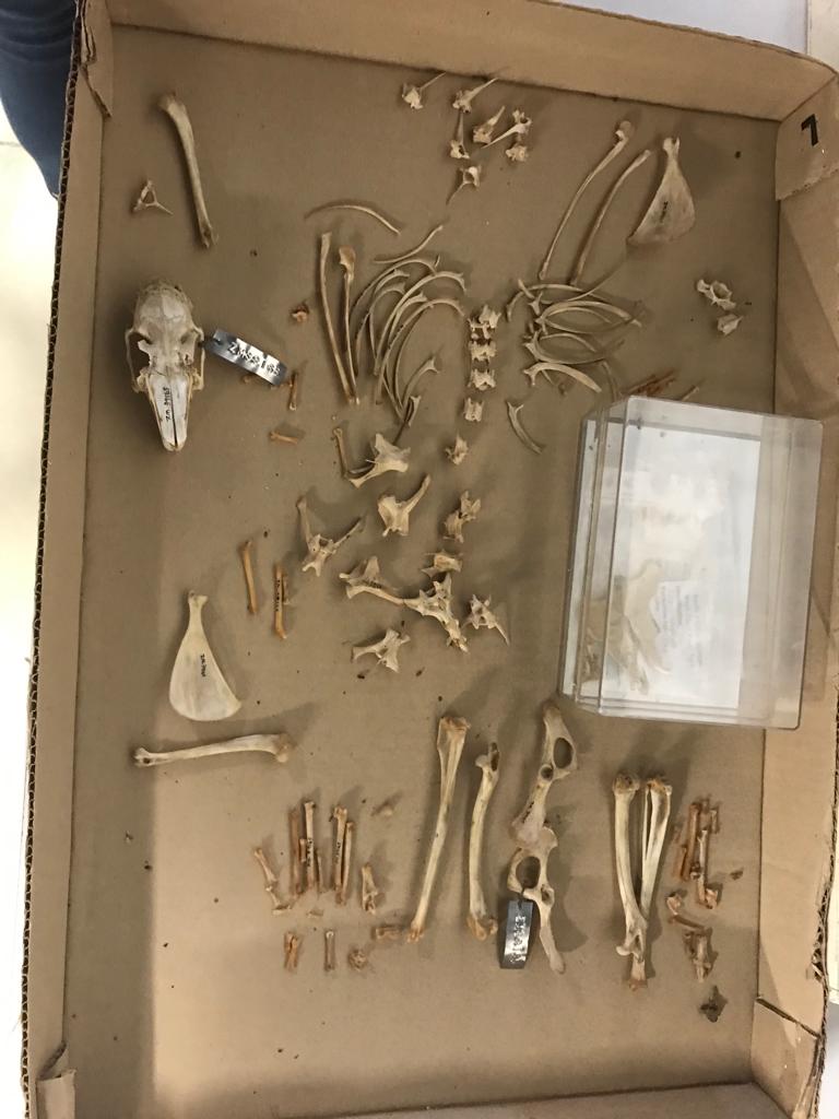West Coast Fossils