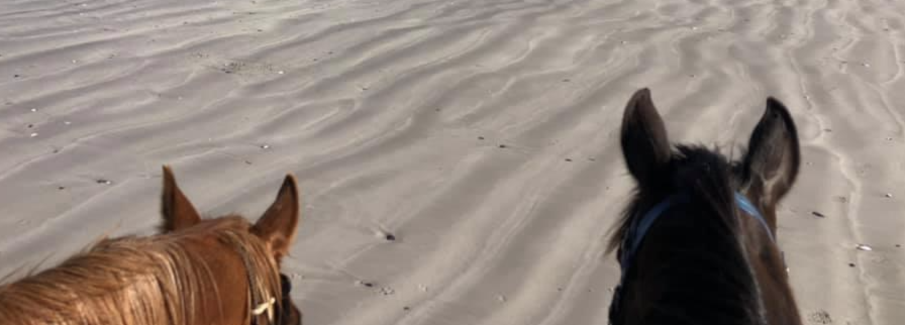 Horses on the beach