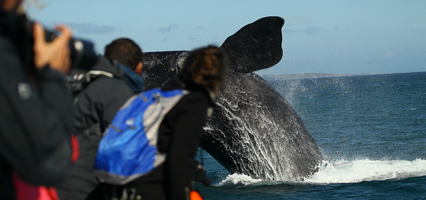 Book whale watching Hermanus