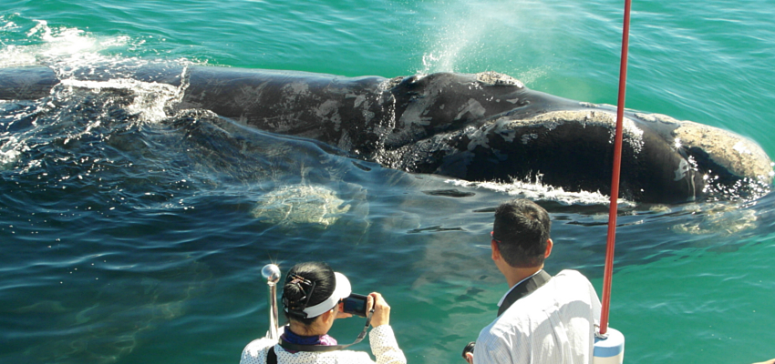 Hermanus Whale Watching