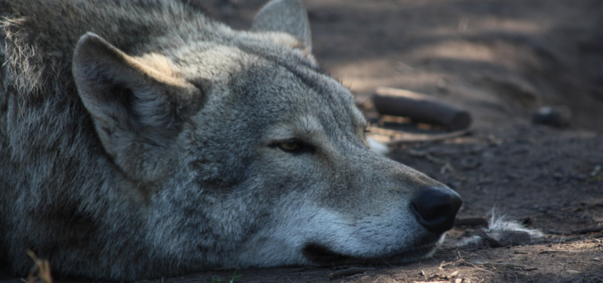 Tsitsikamma Wolf Sanctuary