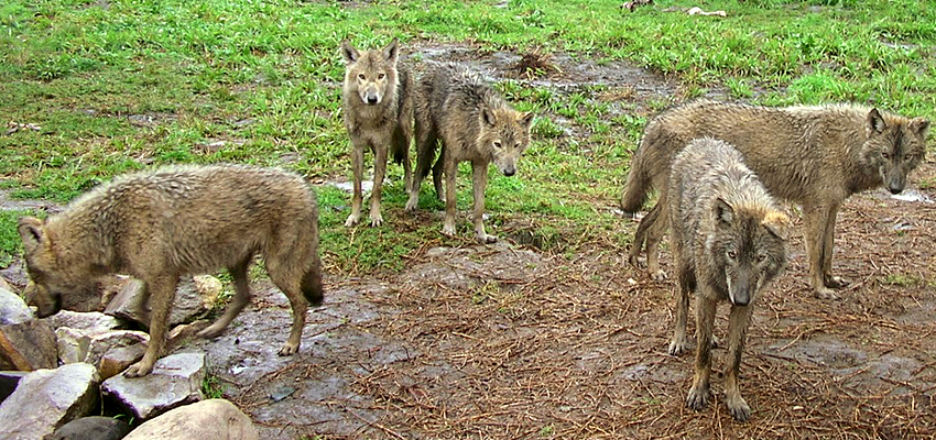 Wolf Park Tsitsikamma